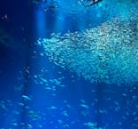 アクアワールド茨城県大洗水族館に投稿された画像（2023/5/29）