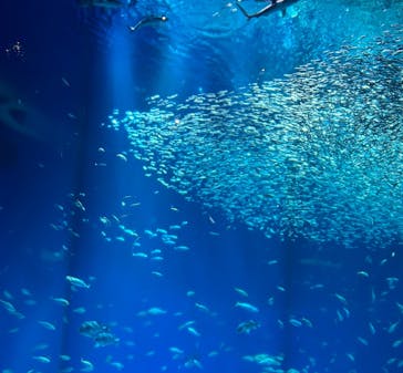 アクアワールド茨城県大洗水族館に投稿された画像（2023/5/29）