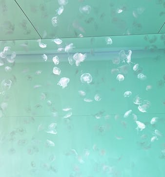 アクアワールド茨城県大洗水族館に投稿された画像（2023/5/29）