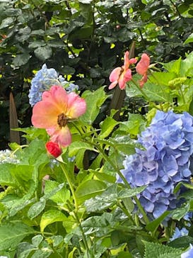 横浜イングリッシュガーデンに投稿された画像（2023/5/29）