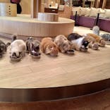 猫カフェモカ　池袋西口店に投稿された画像（2023/5/29）