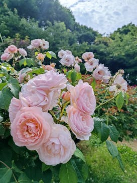 京成バラ園に投稿された画像（2023/5/29）