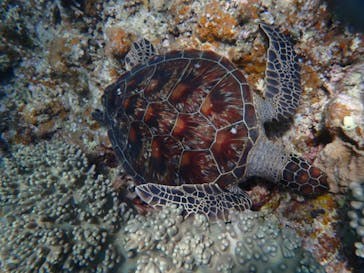 石垣島 ADVENTURE PiPi（イシガキジマアドベンチャーピピ）に投稿された画像（2023/5/29）