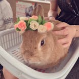 伊香保グリーン牧場に投稿された画像（2023/5/29）