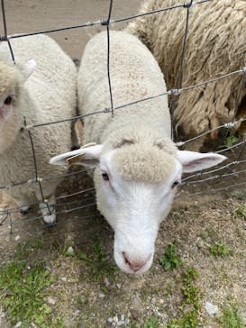 伊香保グリーン牧場に投稿された画像（2023/5/29）