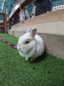 伊香保グリーン牧場に投稿された画像（2023/5/29）