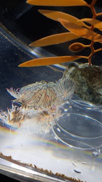 上越市立水族博物館 うみがたりに投稿された画像（2023/5/29）