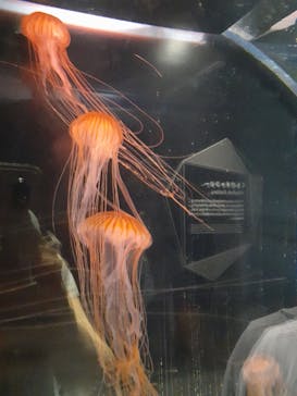 上越市立水族博物館 うみがたりに投稿された画像（2023/5/29）