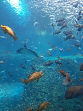 上越市立水族博物館 うみがたりに投稿された画像（2023/5/29）