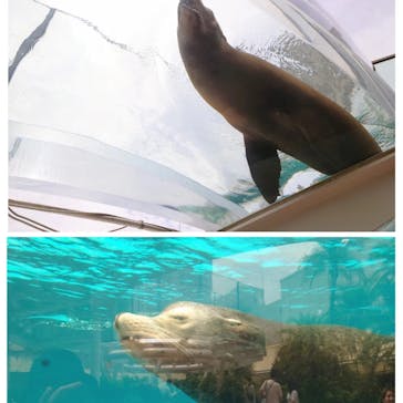 サンシャイン水族館に投稿された画像（2023/5/29）