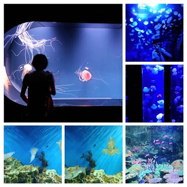 サンシャイン水族館に投稿された画像（2023/5/29）