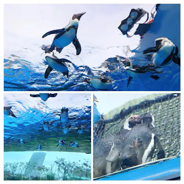 サンシャイン水族館に投稿された画像（2023/5/29）