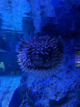 すみだ水族館に投稿された画像（2023/5/29）