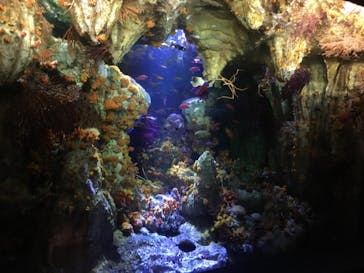 サンシャイン水族館に投稿された画像（2023/5/29）