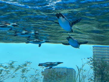 サンシャイン水族館に投稿された画像（2023/5/29）
