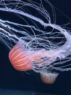サンシャイン水族館に投稿された画像（2023/5/29）
