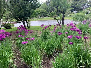 三溪園に投稿された画像（2023/5/29）