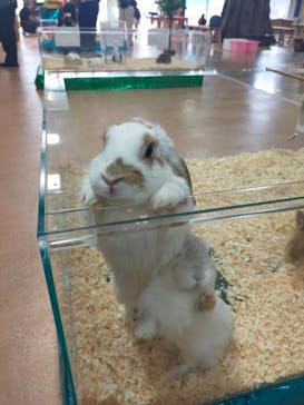 いきもの探検隊上尾に投稿された画像（2023/5/30）