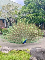 伊豆シャボテン動物公園に投稿された画像（2023/5/30）