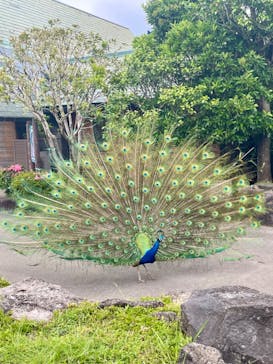 伊豆シャボテン動物公園に投稿された画像（2023/5/30）