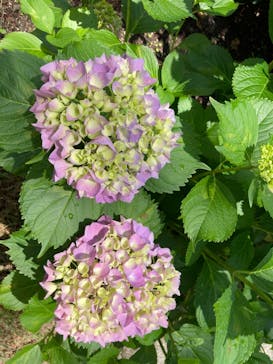 元離宮二条城に投稿された画像（2023/5/30）