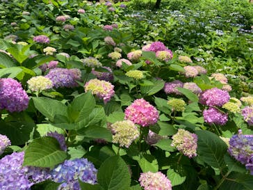 元離宮二条城に投稿された画像（2023/5/30）