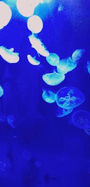 サンシャイン水族館に投稿された画像（2023/5/30）