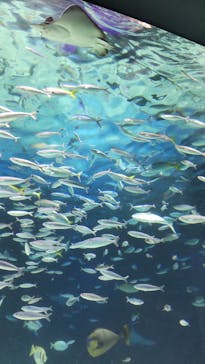サンシャイン水族館に投稿された画像（2023/5/30）
