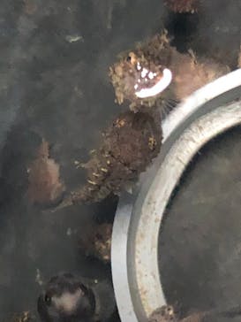 アクアマリンふくしまに投稿された画像（2023/5/30）