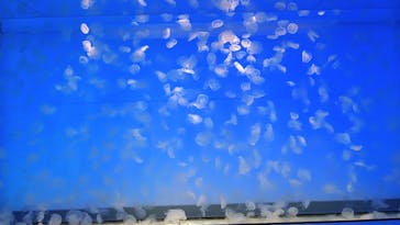 アクアワールド茨城県大洗水族館に投稿された画像（2023/5/30）