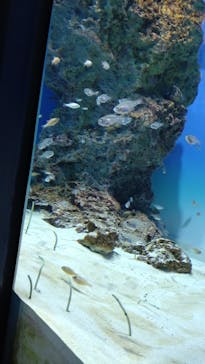 アクアワールド茨城県大洗水族館に投稿された画像（2023/5/30）