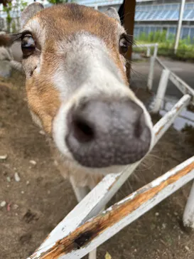 神戸どうぶつ王国に投稿された画像（2023/5/30）