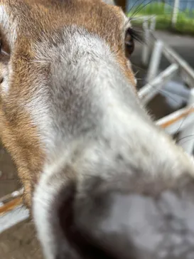 神戸どうぶつ王国に投稿された画像（2023/5/30）