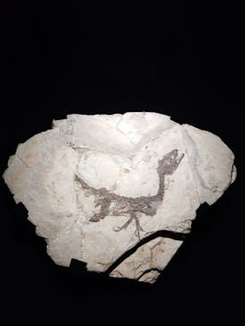 特別展「恐竜博2023」に投稿された画像（2023/5/30）