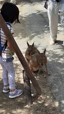 那須どうぶつ王国に投稿された画像（2023/5/30）
