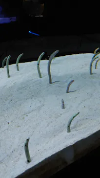 すみだ水族館に投稿された画像（2023/5/30）