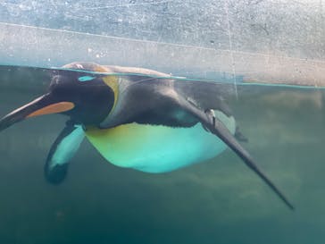 箱根園水族館に投稿された画像（2023/5/30）