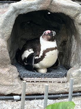 サンシャイン水族館に投稿された画像（2023/5/30）