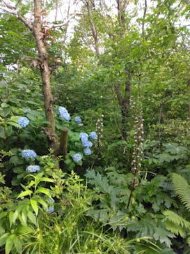 横浜イングリッシュガーデンに投稿された画像（2023/5/30）