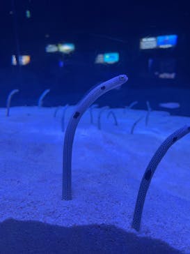 マリンワールド海の中道に投稿された画像（2023/5/30）