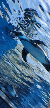 サンシャイン水族館に投稿された画像（2023/5/30）