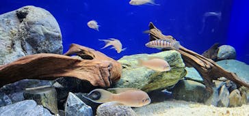 サンシャイン水族館に投稿された画像（2023/5/30）