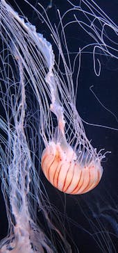 サンシャイン水族館に投稿された画像（2023/5/30）