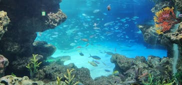 サンシャイン水族館に投稿された画像（2023/5/30）