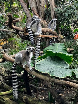 那須どうぶつ王国に投稿された画像（2023/5/30）