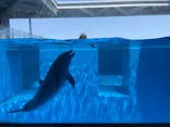 上越市立水族博物館 うみがたりに投稿された画像（2023/5/31）