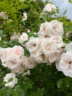 京成バラ園に投稿された画像（2023/5/30）