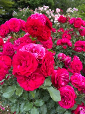 京成バラ園に投稿された画像（2023/5/30）