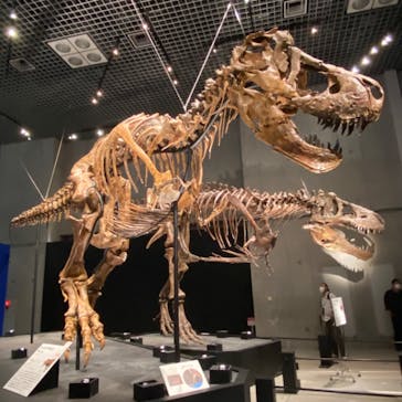 特別展「恐竜博2023」に投稿された画像（2023/5/31）