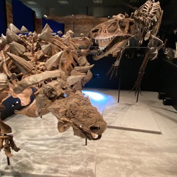 特別展「恐竜博2023」に投稿された画像（2023/5/31）